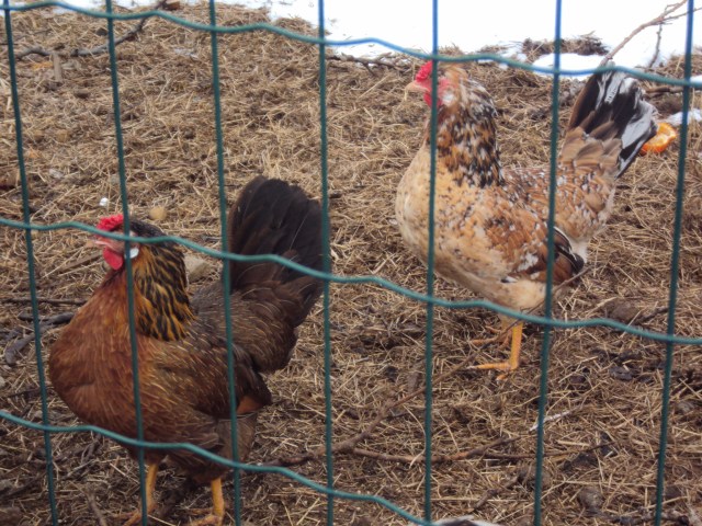 icelandic chickens