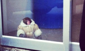 monkey wearing a coat lost in Toronto Ikea