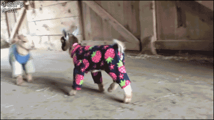 baby goats wearing pajamas gif