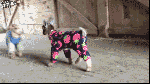 baby goats wearing pajamas gif